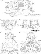 Cranial osteology of the ankylosaurian dinosaur formerly known as Minmi ...