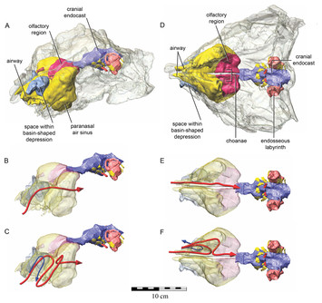 Cranial osteology of the ankylosaurian dinosaur formerly known as Minmi ...