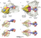 Cranial osteology of the ankylosaurian dinosaur formerly known as Minmi ...