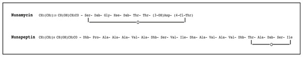 The proposed structure of the two nonribosomal peptides, nunamycin and nunapeptin, from Pseudomonas sp. In5.