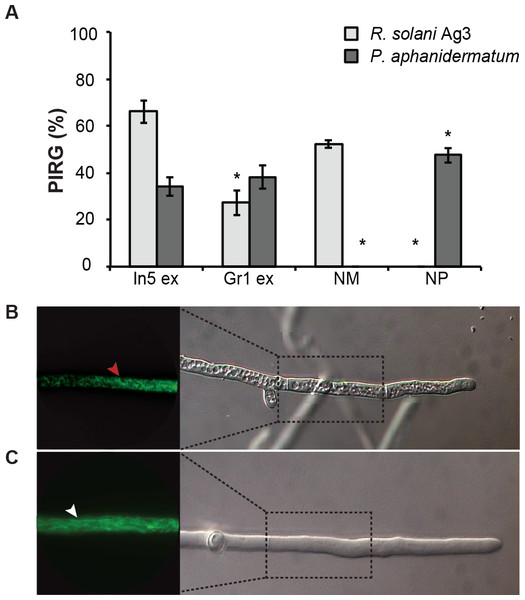 Antimicrobial activities of Pseudomonas crude extracts and purified nonribosomal peptides.