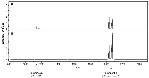 Identification of nonribosomal peptides in Pseudomonas crude extracts by MALDI-TOF MS.