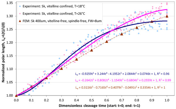 Comparison of polar elongation measurements of Sk cells between two different temperatures (18 °C and 26 °C) vs. FE simulation of egg cleavage resulting from contraction of equatorial furrow.