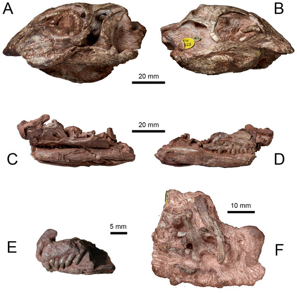 Syntype specimens of Lesothosaurus diagnosticus examined CT-scanned in this study.