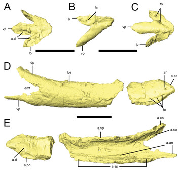 Digital preparation and osteology of the skull of Lesothosaurus ...