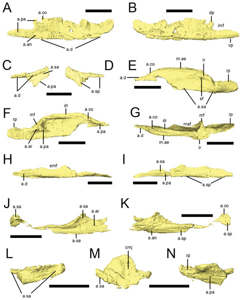 Lower jaw bones of Lesothosaurus diagnosticus.