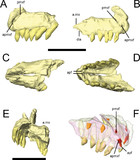 Digital preparation and osteology of the skull of Lesothosaurus ...