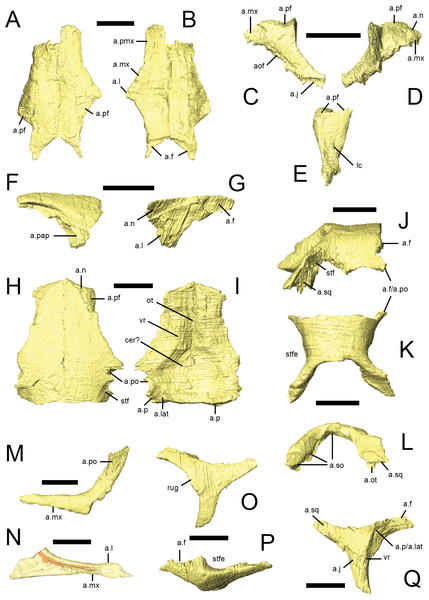 Facial bones and skull roof of Lesothosaurus diagnosticus.