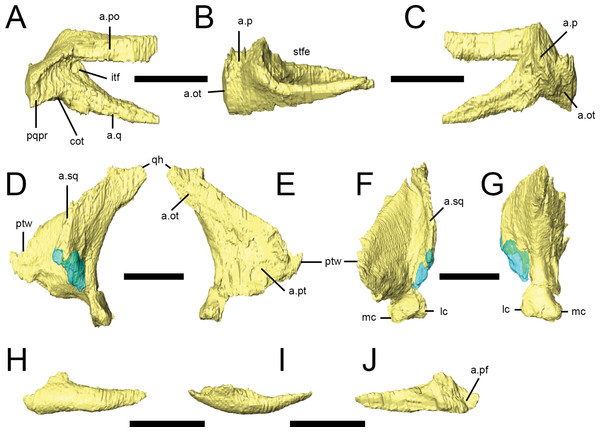 Squamosal, quadrate and palpebral of Lesothosaurus diagnosticus.