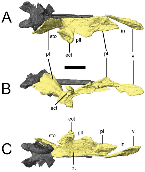 Surface renderings of the right palate of Lesothosaurus diagnosticus from NHMUK PV RU B17 in dorsal (A), lateral (B) and ventral (C) views.