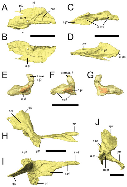 Palatal bones of Lesothosaurus diagnosticus.