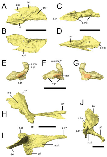 Digital preparation and osteology of the skull of Lesothosaurus ...