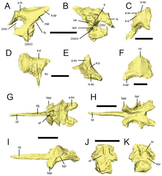 Braincase elements of Lesothosaurus diagnosticus.