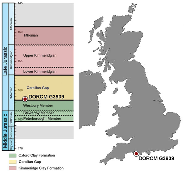 Stratigraphic chart and map.