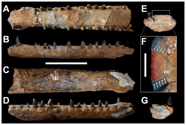 DORCM G.3939, ‘Steneosaurus’ cf. obtusidens.