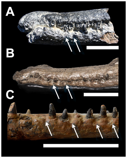 Comparative plate of macrophagous teleosaurid dentary pit-receptions.