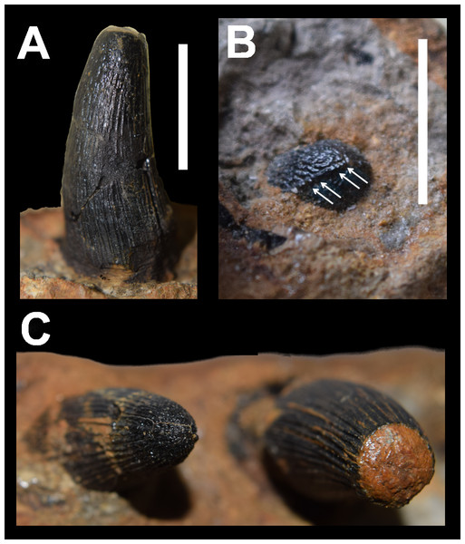 Dentition of DORCM G.3939, ‘Steneosaurus’ cf. obtusidens.