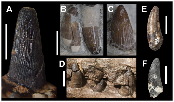 Comparative plate of teleosaurid teeth.