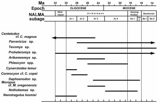 Biochronology of Miocene mammal taxa other than Sinclairella simplicidens occurring in the Buda Local fauna, Florida, USA, as these taxa are known from North America.