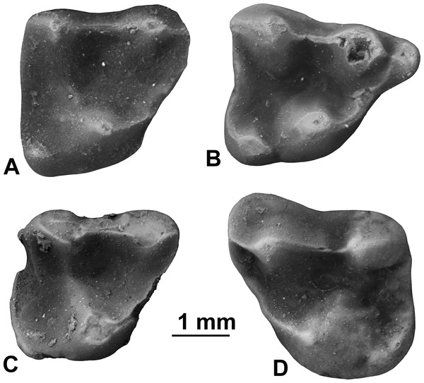 Upper molars of Sinclairella simplicidens n. sp.