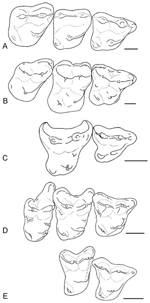 Occlusal outlines of upper molars of several North American apatemyids redrawn so that M1s are same size (scale bars at right equal 1 mm).