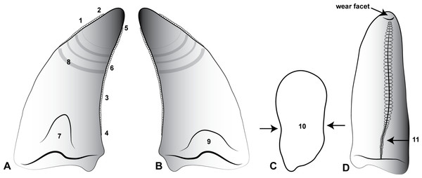 Morphological features of an Australovenator lateral tooth.