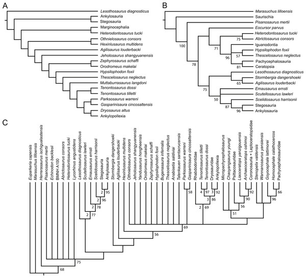 Recent phylogenetic hypotheses of basal ornithischian relationships.