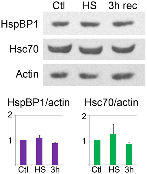 Western blot analysis of hsc70 and HspBP1.