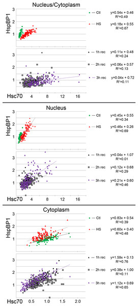 Regression analysis examines the interplay between hsc70 and HspBP1 at the single cell level.