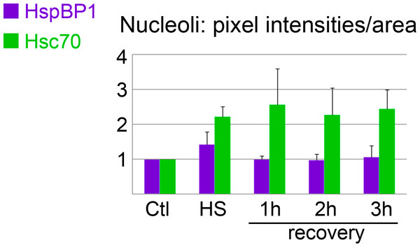 Nucleolar association of HspBP1 and hsc70 under control, heat shock and recovery conditions.