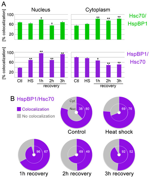 Colocalization of HspBP1 and hsc70 in the nucleus and cytoplasm.