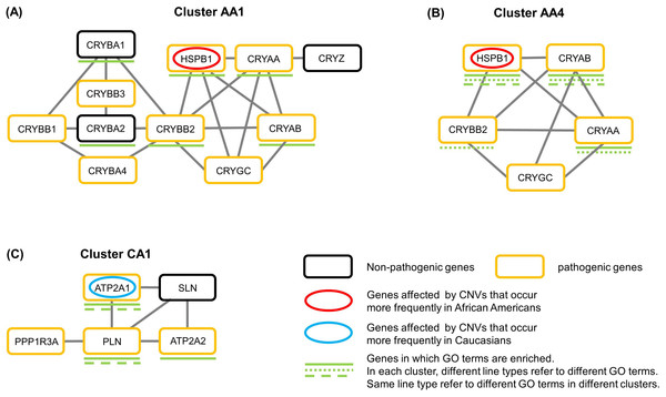 Graph representations of selected clusters for biological significance analysis.