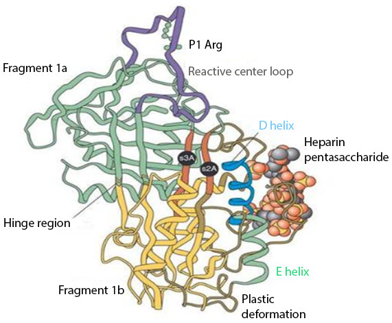 Anti-thrombin III after conformational change induced by heparin binding.