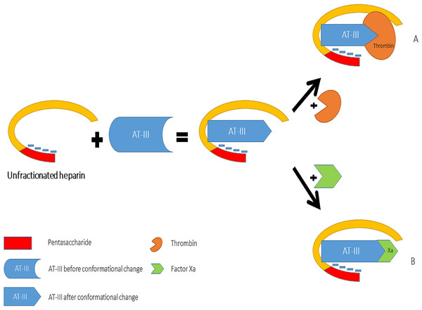 Mechanisms of interaction between heparin, anti-thrombin III, thrombin (A) and factor Xa (B).