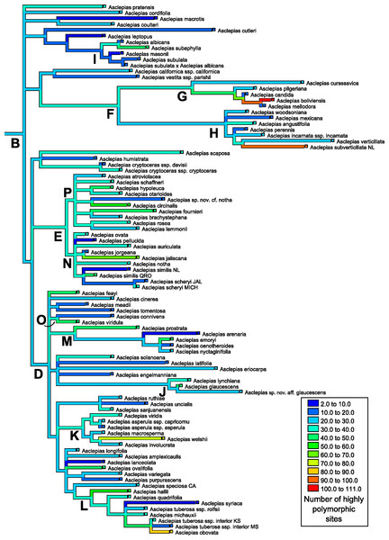 Ancestral state reconstruction of highly polymorphic site abundance.