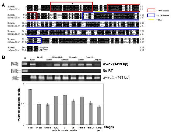 Alignment of human and zebrafish WWOX amino acid sequences, and expression of zebrafish wwox using RT-PCR.