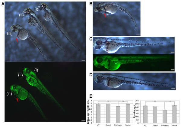 Knockdown of wwox induced pericardial edema and reduced eye formation in embryos during the long-pec stage at 48 h post fertilization.