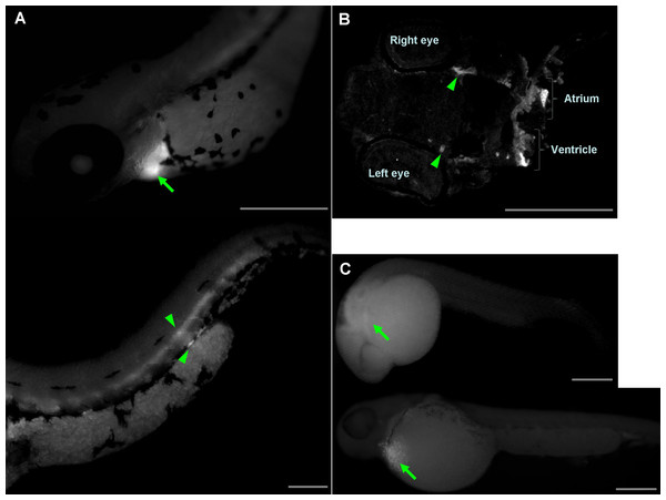 Determination of wwox expression in developing zebrafish hearts using fluorescent whole-mount in situ hybridization.