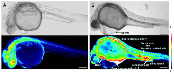 Comparison of intracellular Ca2+ dynamics in prim-15 stage (30 hpf) embryos.