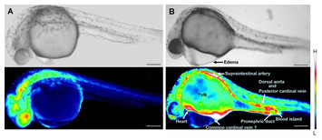 accompanying article image