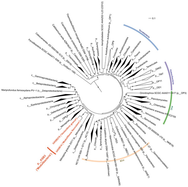 Maximum-likelihood phylogenetic inference of Modulibacteria (KSB3) population genomes among known bacterial phyla.
