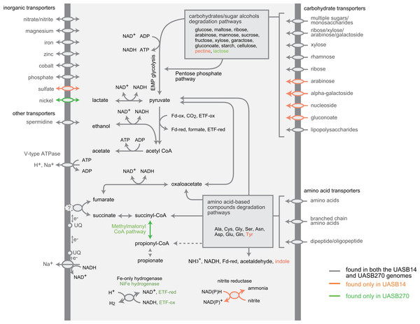 Composite metabolic overview of the Modulibacteria (KSB3) genomes based on identified genes and pathways.