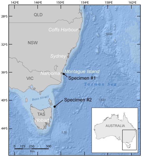 Map of south east Australia showing sighting locations of specimen #1 (Montague Island) and specimen #2 (north east Tasmania).
