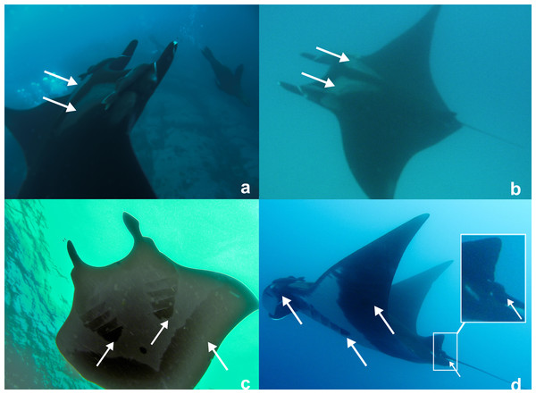 Photographs of a Manta birostris (specimen #1) taken off Montague Island on the 5th January 2012 by Peter McGee.