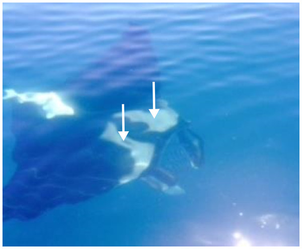 Photographs of a Manta birostris (specimen #2) taken off the north east coast of Tasmania on the 26th January 2014 by Leo Miller.