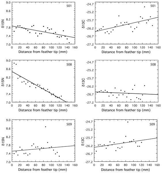 Values for δ15N and δ13C measured in serial samples along the length of the primary.