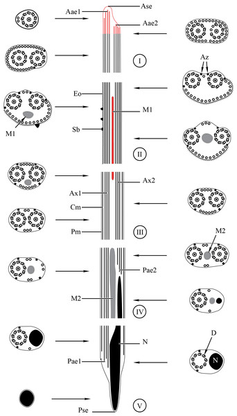 Schematic reconstruction of the mature spermatozoon of Stephanostomum murielae.
