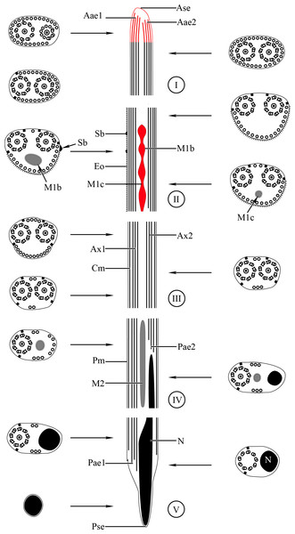 Schematic reconstruction of the mature spermatozoon of Stephanostomoides tenuis.