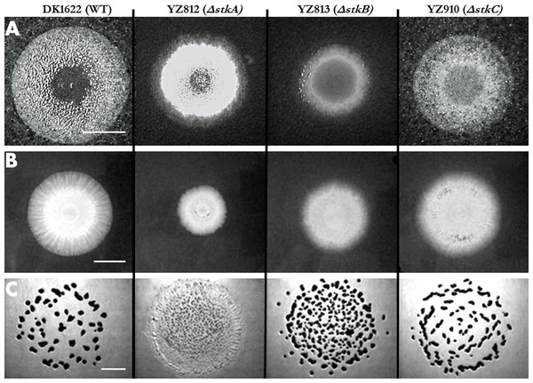 Motility and developmental aggregation of stk mutants.