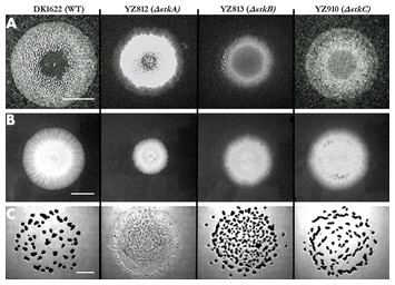 accompanying article image